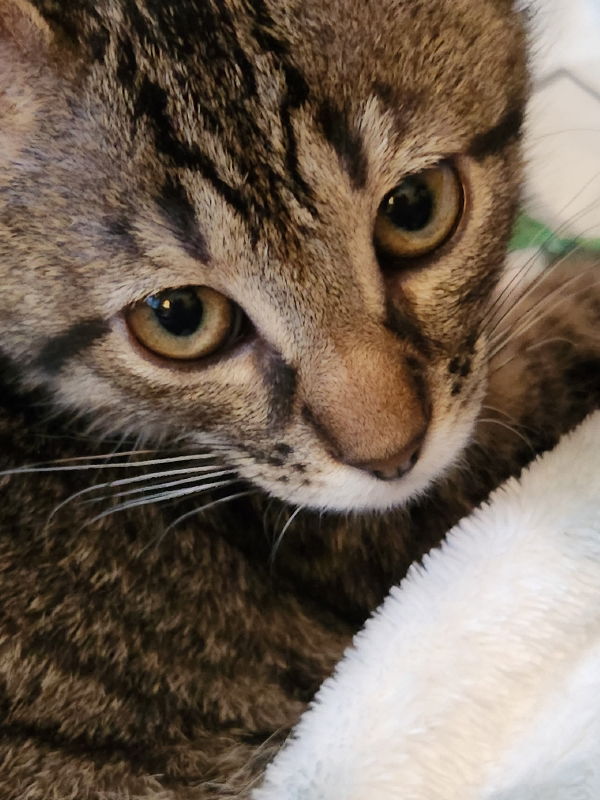 Cats for Adoption in Taos, Missouri | Alpha Paw