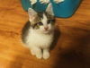 Friskie