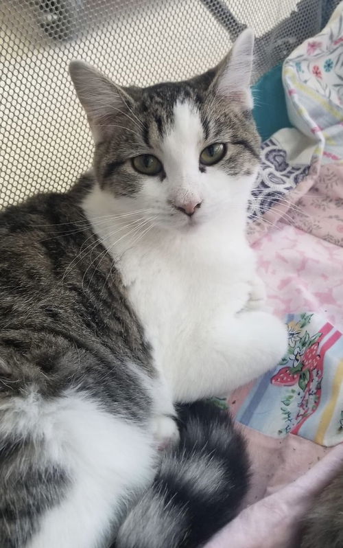Friskie