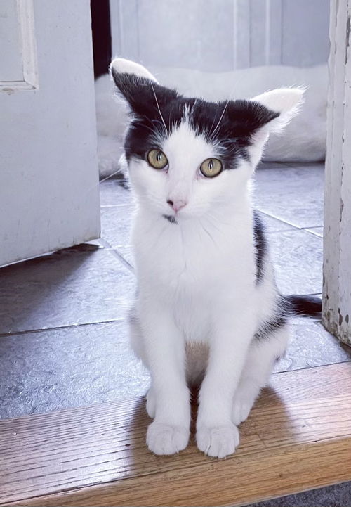 Figaro