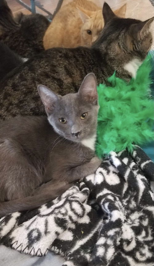 Maya
