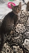 Gaten