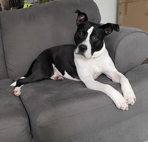 KANE - American Pit Bull Terrier / Pit Bull Terrier for adoption in Cleveland