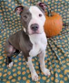 adoptable Dog in  named Lonnie  ***COURTESY POST***