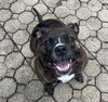 adoptable Dog in  named Izzy