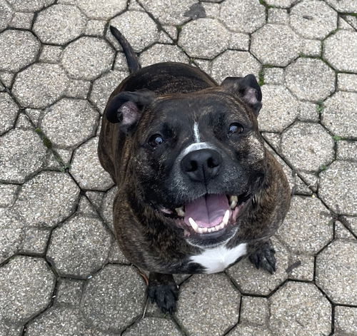 picture of the dog needing adoption