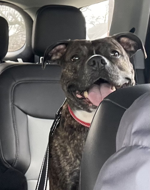IZZY - Pit Bull Terrier / Boxer available for adoption