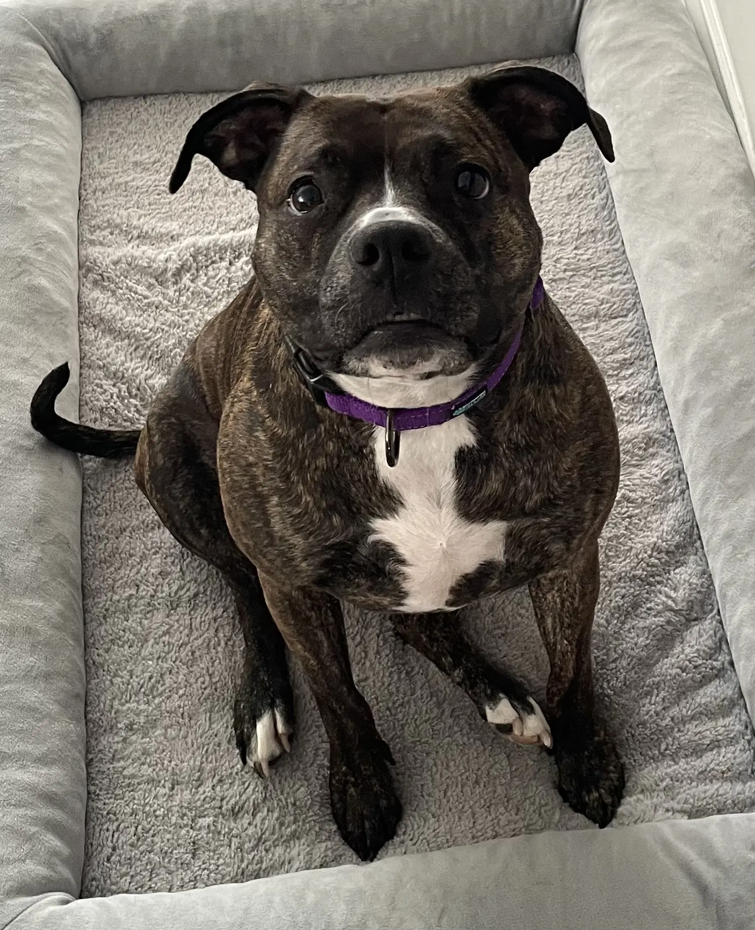 Izzy - Pit Bull Terrier