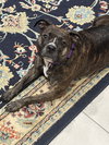 Izzy - Photo 8