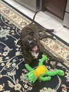 Izzy - Photo 2