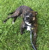 Izzy - Photo 4