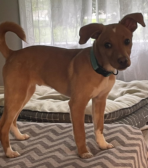 CHEERIO - Hound / Chihuahua available for adoption