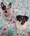 adoptable Dog in  named Teddy & Lisa BONDED PAIR ***COURTESY POST***