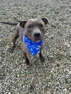 adoptable Dog in  named Rick ***COURTESY POST***
