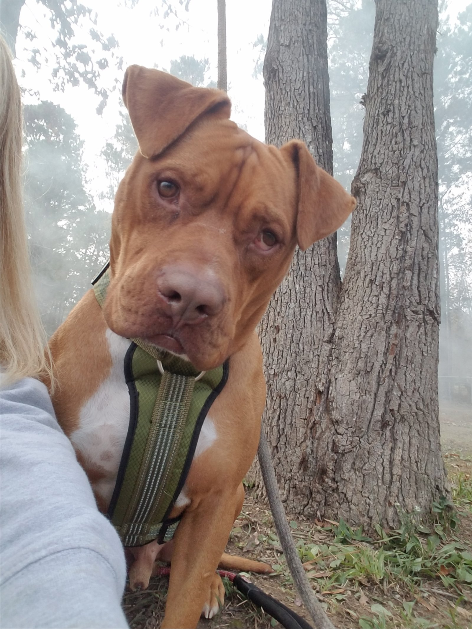 adoptable Dog in Shreveport, LA named kingston