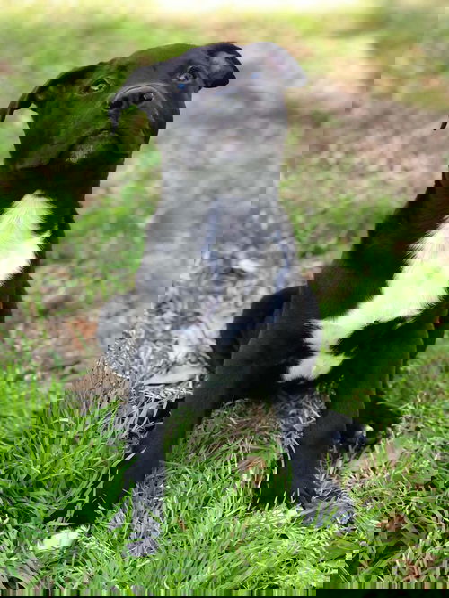 Dutton
