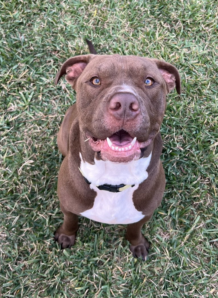 Dog for Adoption - Hugo, a Pit Bull Terrier in Bossier City, LA | Alpha Paw