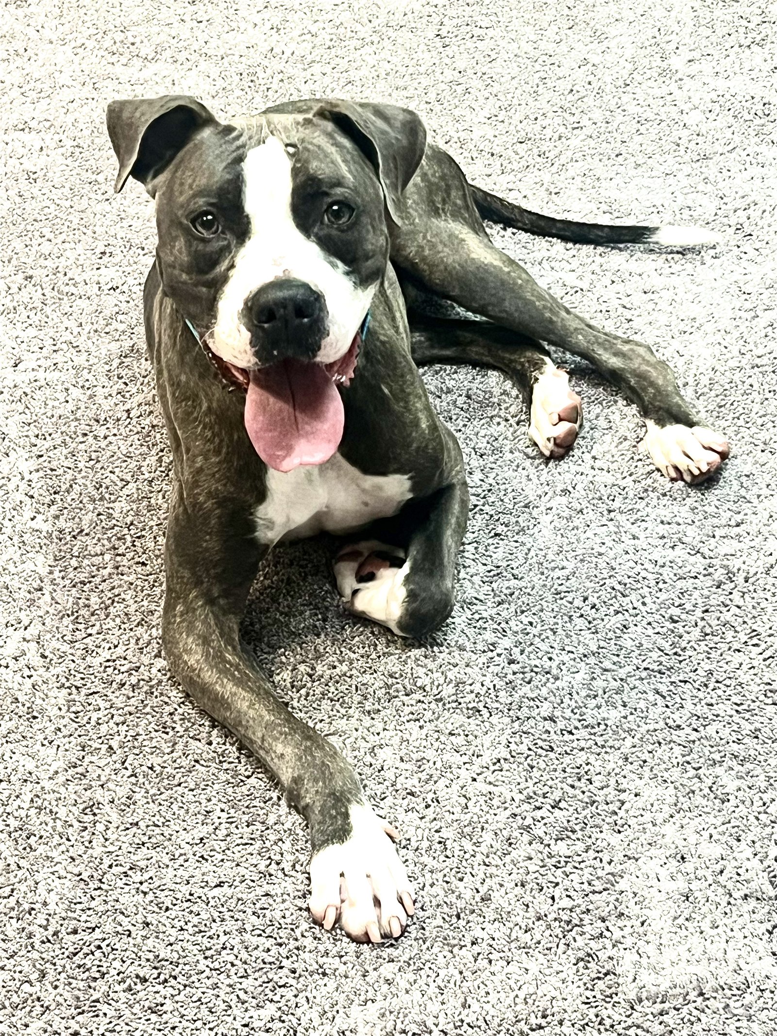 adoptable Dog in Shreveport, LA named Royce