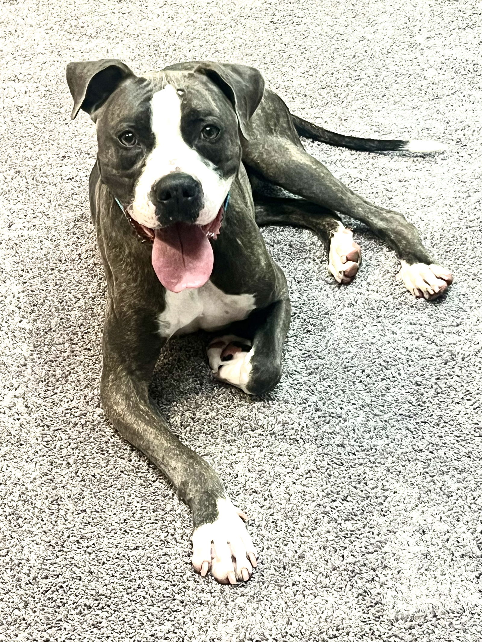 adoptable Dog in Shreveport, LA named Royce