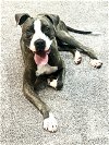 adoptable Dog in shreveport, LA named Royce