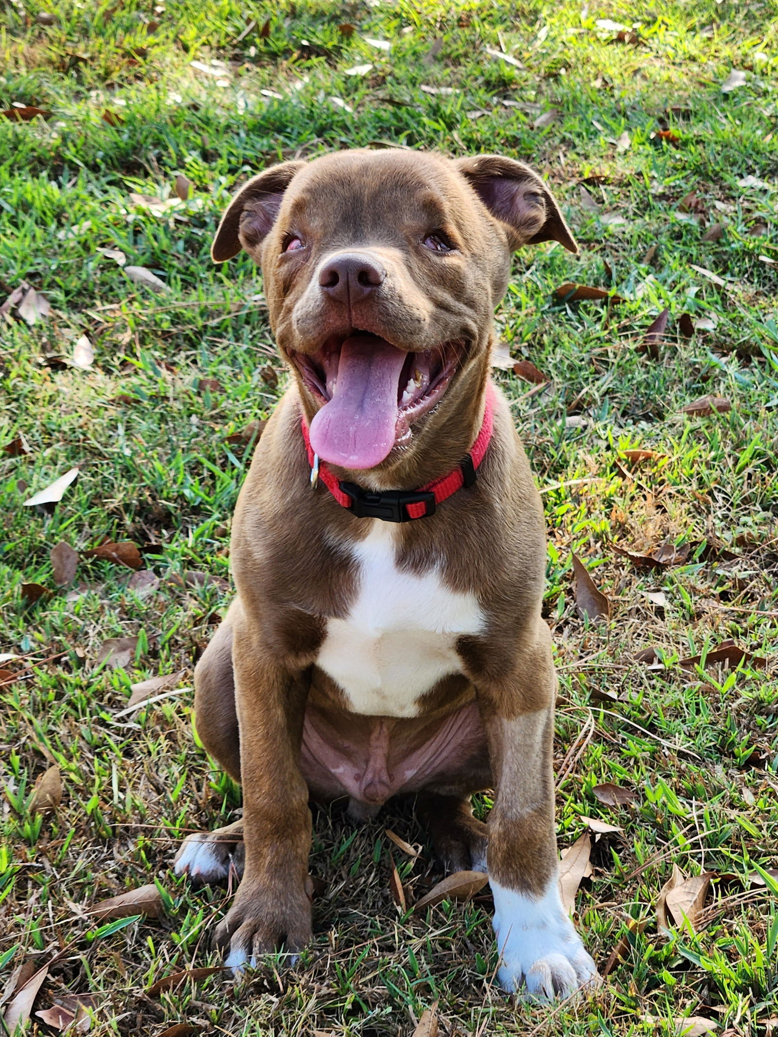 adoptable Dog in Shreveport, LA named Mega