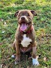 adoptable Dog in shreveport, LA named Mega