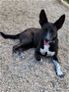 adoptable Dog in shreveport, LA named Zarah
