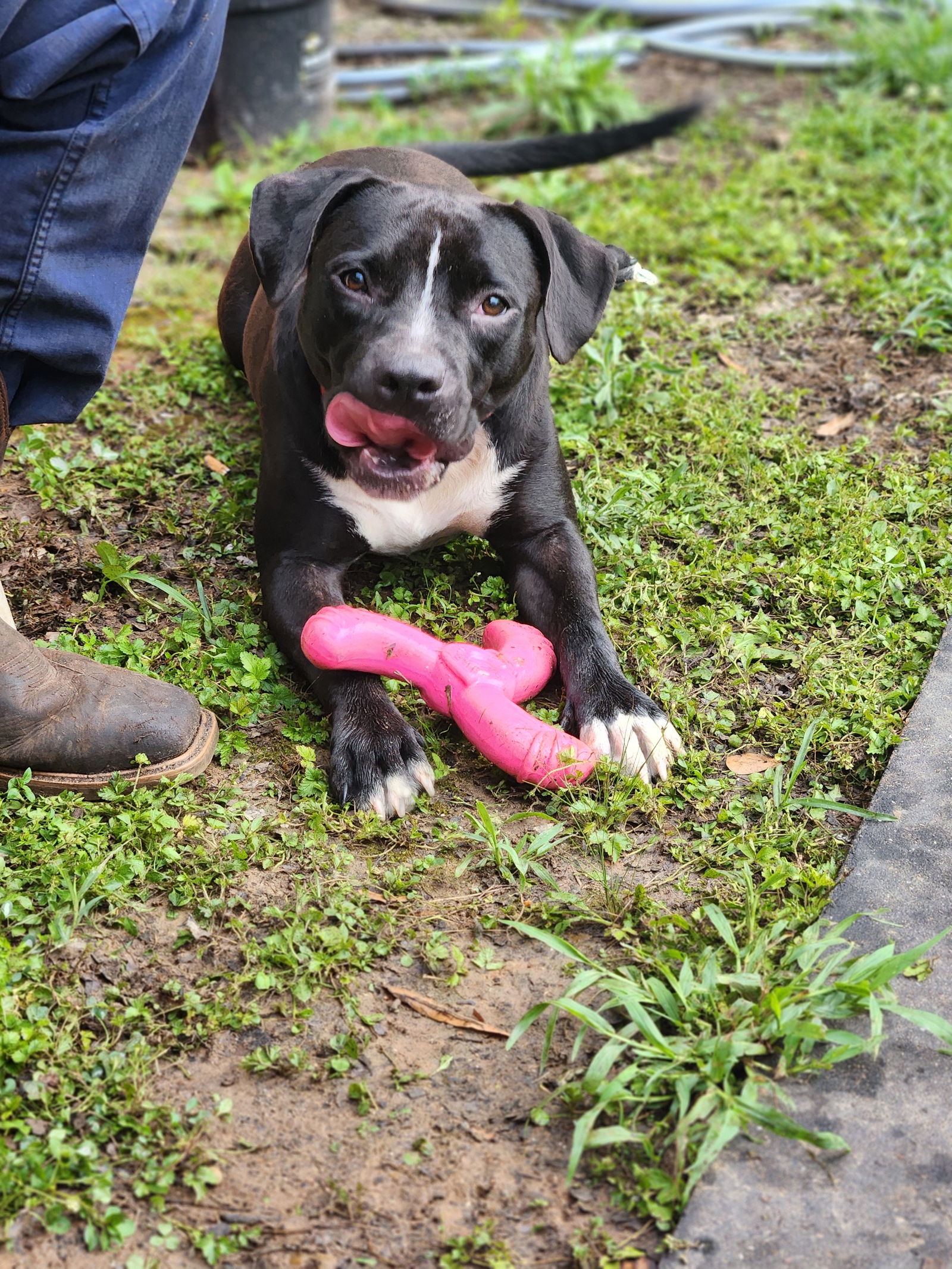 adoptable Dog in Shreveport, LA named Rainy