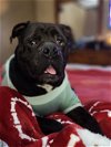 adoptable Dog in shreveport, LA named Oscar