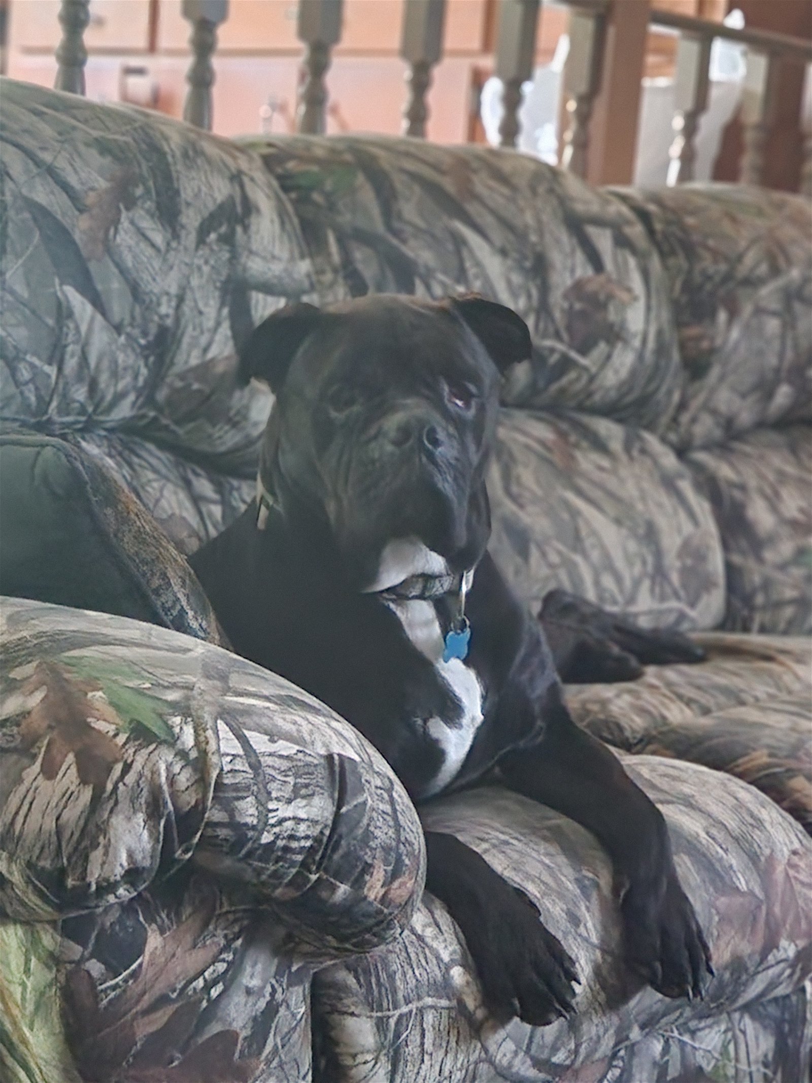 adoptable Dog in Shreveport, LA named Oscar