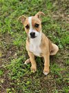 adoptable Dog in shreveport, la, LA named Diesel