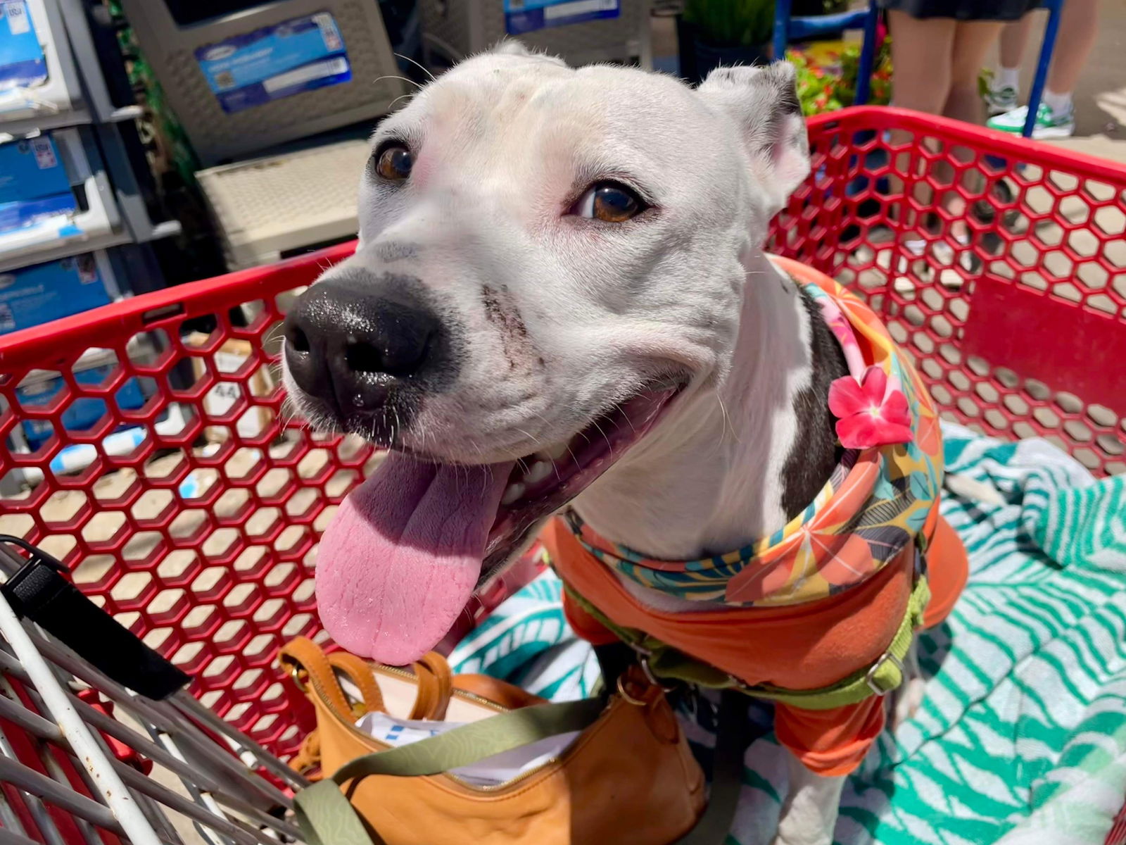 adoptable Dog in Shreveport, LA named Roxy