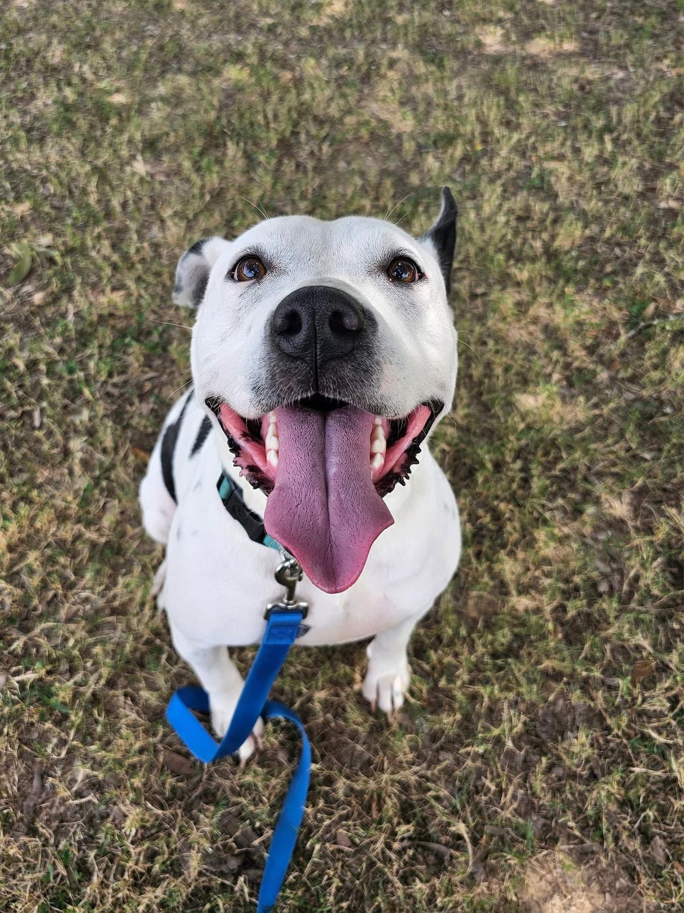 adoptable Dog in Shreveport, LA named Oreo