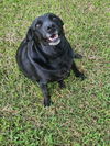 adoptable Dog in  named Black Betty