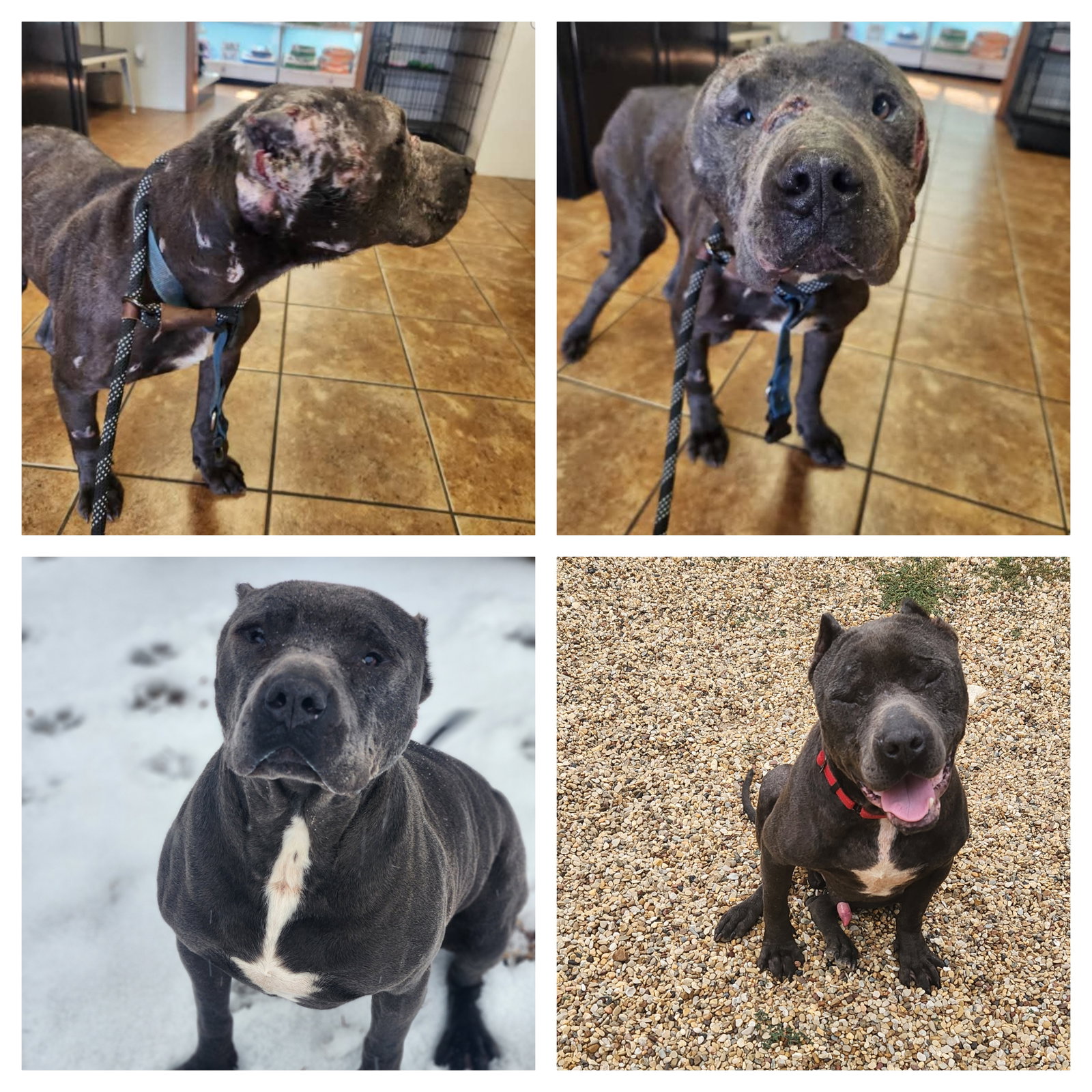 Pari, American Staffordshire Terrier