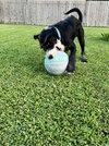 Rudy