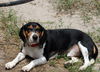 Shy aka Snoopy