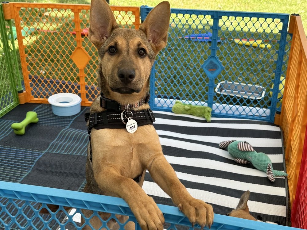 adoptable Dog in West Sacramento, CA named Augustus aka Gus Gus