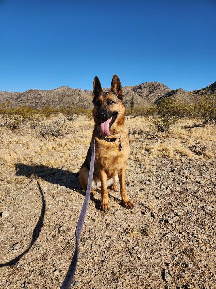 adoptable Dog in West Sacramento, CA named Mia