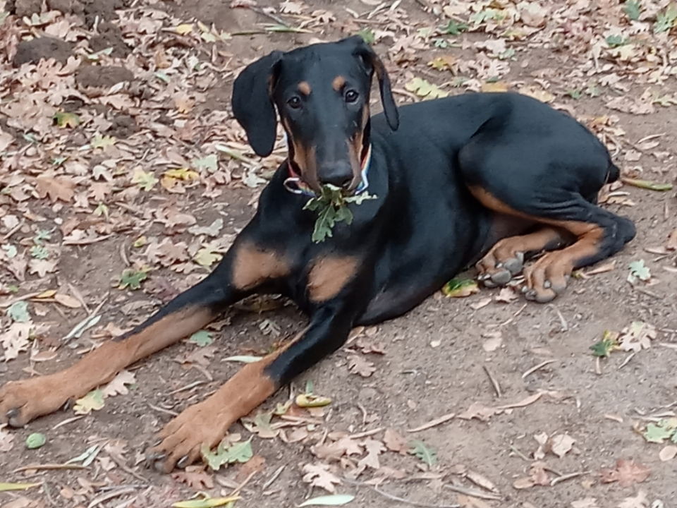 adoptable Dog in West Sacramento, CA named Rubie