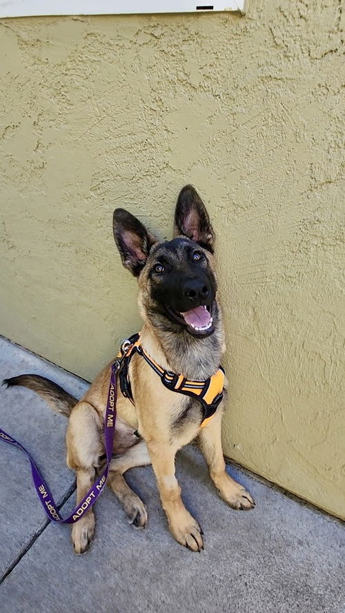 picture of the dog needing adoption