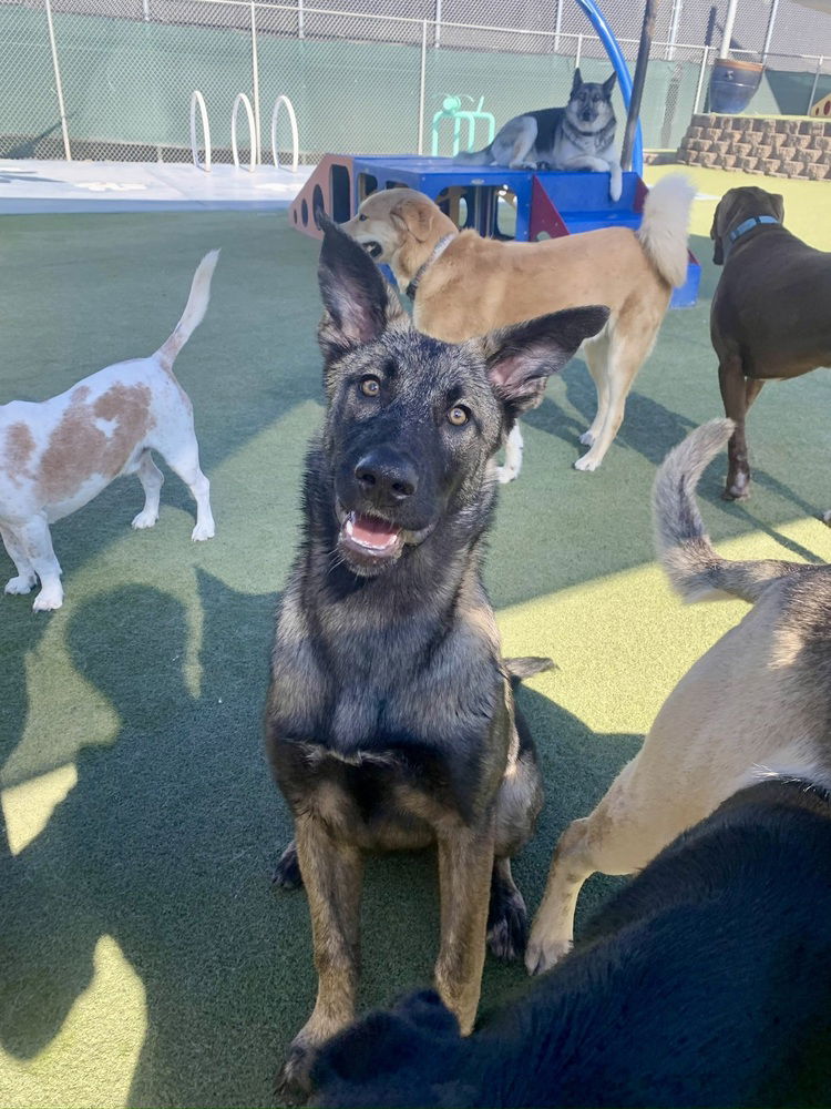 adoptable Dog in West Sacramento, CA named Basil
