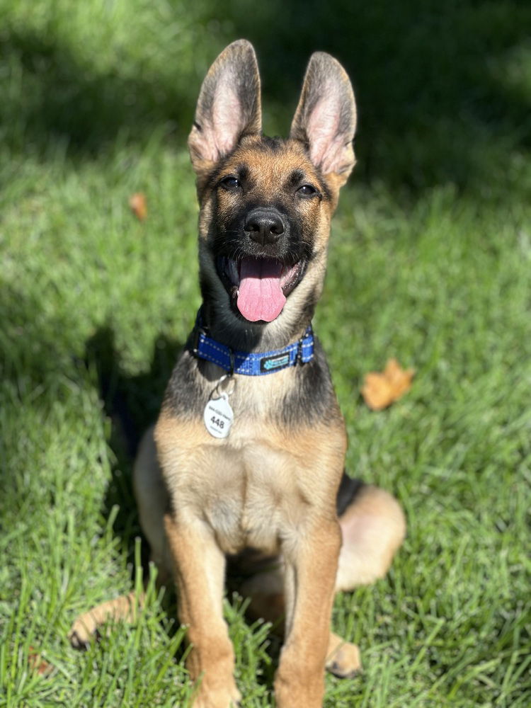 adoptable Dog in West Sacramento, CA named Leuven aka Louie