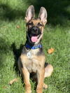 adoptable Dog in  named Leuven aka Louie