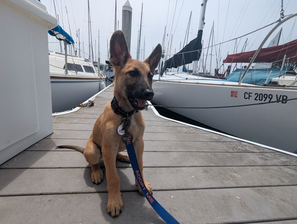 adoptable Dog in West Sacramento, CA named Durbuy aka Wrigley
