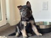 adoptable Dog in  named Beauford