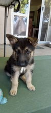 adoptable Dog in  named Trixie