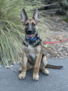adoptable Dog in  named Waterloo aka Looie