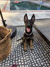 adoptable Dog in  named Brussels