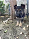 adoptable Dog in  named Freya